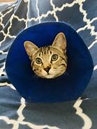 Image result for Funny Cat Cone