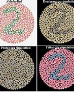 Image result for Color Vision Wikipedia