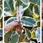 Image result for Wire for Rubber Plant