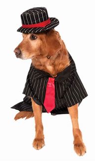 Image result for Gangster Dog Costume