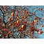 Image result for persimmon tree picture.