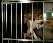 Image result for Beagle Animal Testing