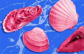 Image result for Scallops vs Mussels