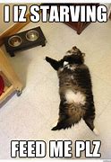 Image result for Starving Cat Meme