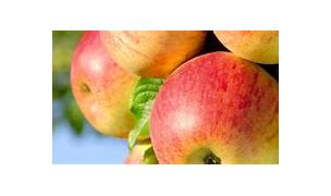 Image result for Apple Hill Mother Lode Orchards