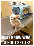 Image result for Chihuahua Eyes Meme