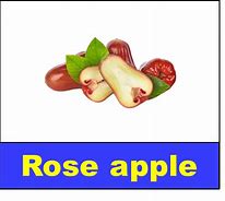 Image result for Rose Apple Tree