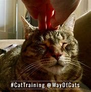 Image result for Happy Cat Song