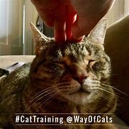 Image result for Funny Human Cat Faces