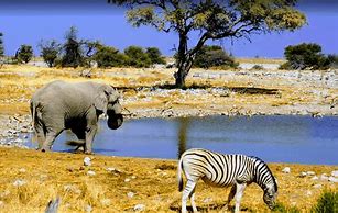 Image result for Botswana Desert
