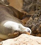 Image result for Adelaide Zoo Water Animals