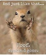 Image result for Happy Monday Baby Animals