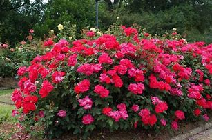 Image result for Midas Touch Rose Bush