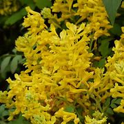 Image result for Corydalis Canary Feathers