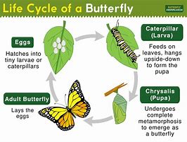 Image result for Insect Life Cycle Butterfly