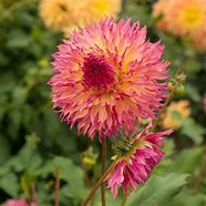 Image result for Dahlia Myrtle‘s Folly