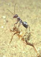 Image result for Silver Ant