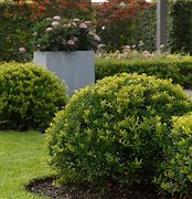 Image result for Ilex crenata Dark Green