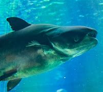 Image result for Largest Freshwater Fish in the World