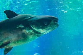 Image result for World's Biggest Freshwater Fish
