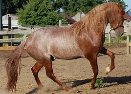 Image result for Rare Horse Breeds