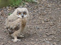Image result for Green Baby Owl Battle Pet WoW