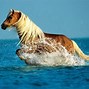 Image result for Palomino Horse Color
