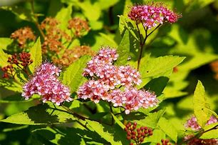 Image result for Spiraea japonica Goldmound