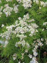 Image result for Pycnanthemum flexuosum