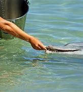 Image result for Delfin Dorado