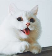 Image result for Friends and White Cat Meme