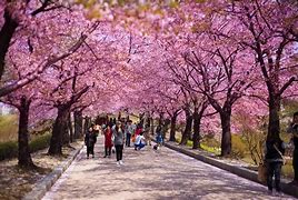 Image result for Yeouido Park Korea
