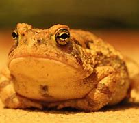Image result for Cute Fat Frog