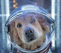 Image result for Guardians of the Galaxy Puppy