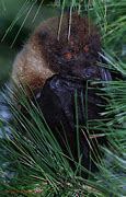 Image result for Japanese Fruit Bat