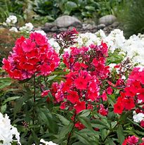 Image result for Phlox Starfire (Paniculata-Group)