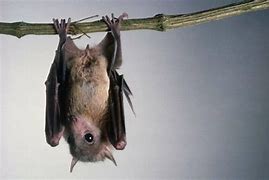 Image result for Photo of Bat Upside Down On House