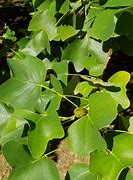 Image result for Liriodendron tulipifera
