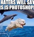 Image result for Dolphin Spin Meme