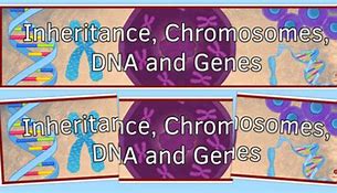 Image result for Gene vs Chromosome
