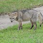 Image result for Forest Foxes