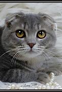 Image result for Cute4 Scottish Fold