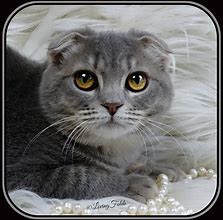 Image result for English Fold Cat