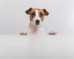 Image result for Jack Russell Peeking around iPhone