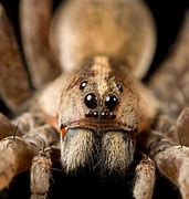 Image result for Goliath Spider Eyes