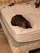 Image result for Cat in Bed Funny