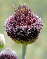 Image result for Allium Forelock