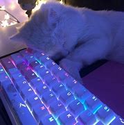 Image result for Cat Wallpaper Discord