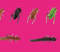 Image result for Crickets for Trout