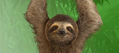 Image result for Smiling Sloth